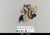 藏品(中國湖北皮影戲偶頭-生)的圖片